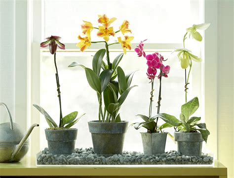 How to Fertilize Orchids - Plant Instructions