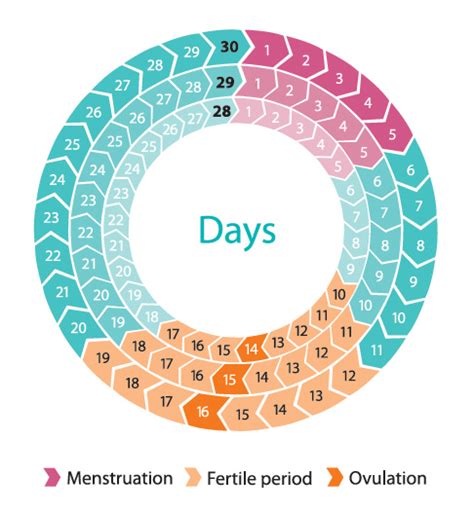 Menstrual Cycle Pregnancy Safe Period