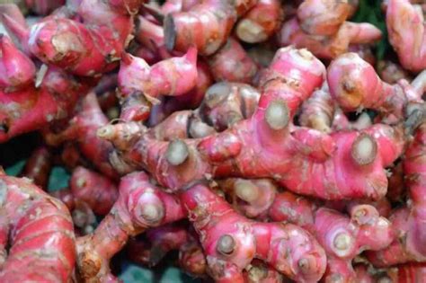 Red ginger plant care and benefits | Greenisher