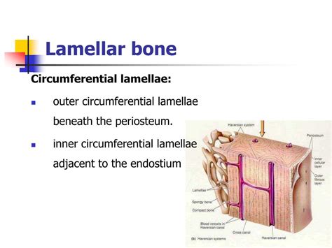 PPT - Bone and alveolar bone PowerPoint Presentation, free download - ID:6228679