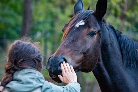 Top 10 Most Useful Animals In Human Life - Utah Pulse