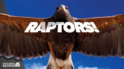 Raptors! Experiece | The Florida Aquarium