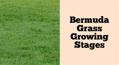 Bermuda Grass Growing Stages: How Does It Grow?