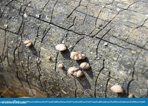 Old Rotten Wood with Fungus. Stock Image - Image of branch, gray: 216135943