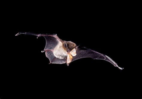 Bats: Farmers Secret Pest-Control Weapon - Bat Conservation International