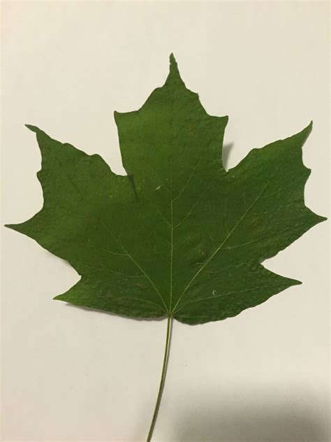 January Species Spotlight: Maples - Wallkill Valley Land Trust