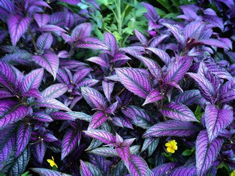 Persian Shield plant | Persian shield, Plants, Persian shield plant