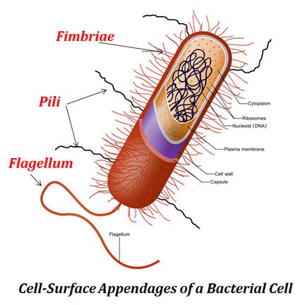 What are the filaments called that help some bacteria stick to surfaces ...