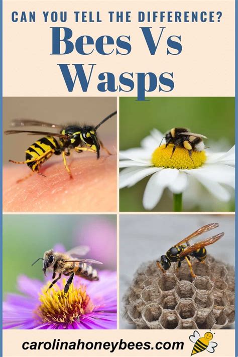 Differences Between Bees and Wasps - Carolina Honeybees