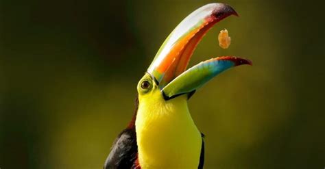 Toucan vs Parrot: What Are The Differences? - W3schools