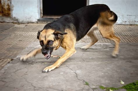 Thousands of USPS Workers Experience Dog Attacks in 2020