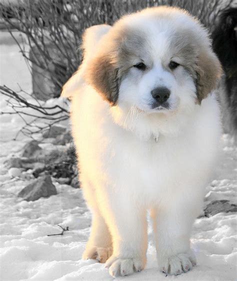 Pretty baby | Great pyrenees puppy, Pyrenees puppies, Cute puppies