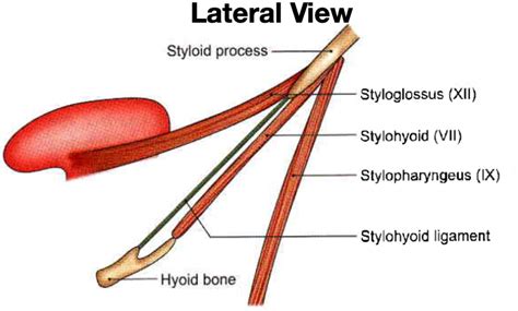 Head and Neck Anatomy: Styloid Apparatus