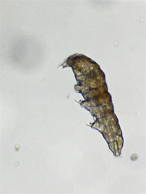 How to find a tardigrade at home under the microscope - Joyful Microbe