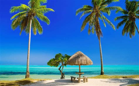 Download Tropical Beach Hut Palm Trees Wallpaper | Wallpapers.com