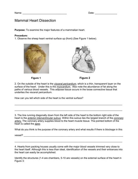 Sheep Heart Dissection Lab