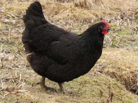 5 Largest Chicken Breeds in the World - Largest.org