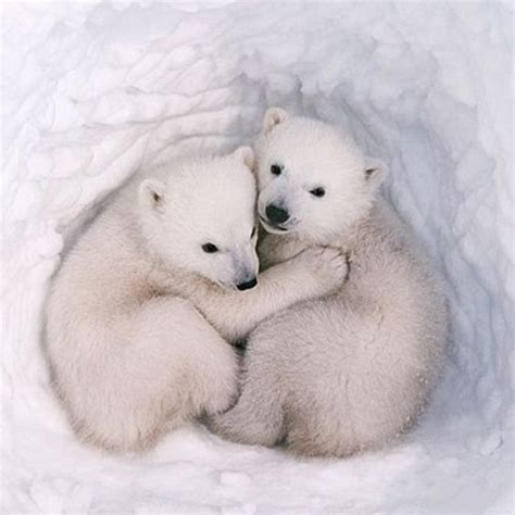 Two polar bears hugging on national hug day : r/aww