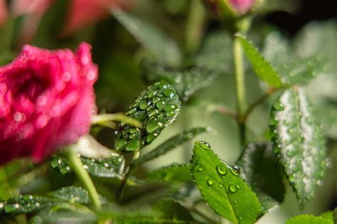 What Time Is Best for Watering Flowers?