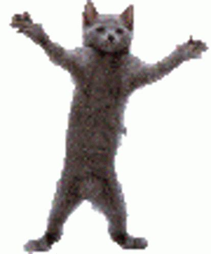 Dancing Cat Gif, Dancing Animated Gif, Gif Dance, Cute Cat Gif, Cute ...