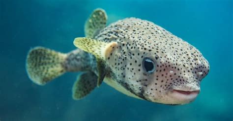 What Do Pufferfish Eat? 12 of Their Favorite Foods - A-Z Animals