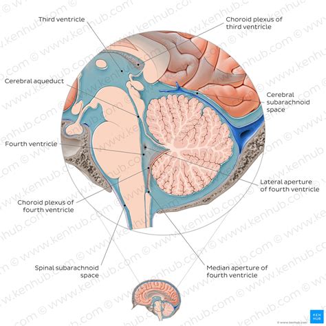 Cerebrospinal fluid flow: Anatomy and functions | Kenhub