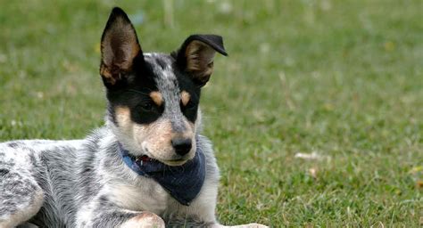 Australian Cattle Dog Blue Heeler Working Dog Farm Looking, 58% OFF