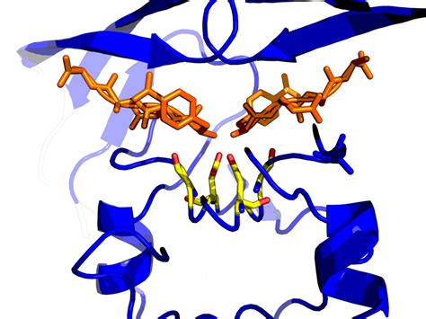 D-peptide Protease Resistance – D-Peptide Therapeutics