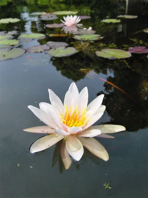 Nymphaea Odorata alba - witte lelie - Vijverplanten centrum