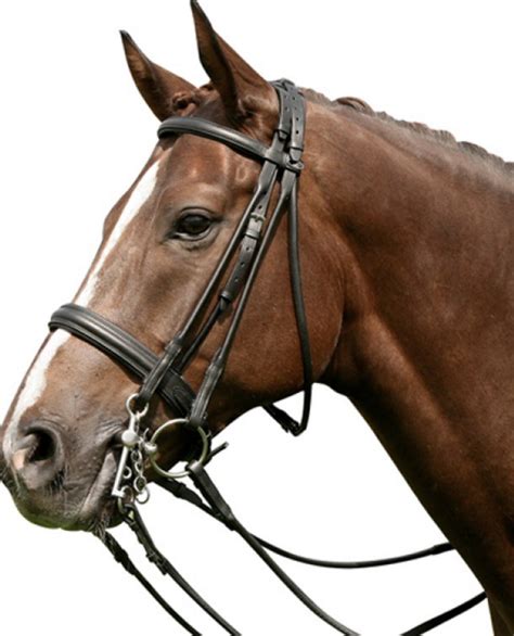 Types of bridle - Best Horse Gears