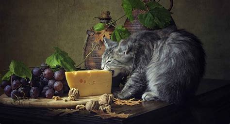 Can Cats Eat Cheese, Or Is Cheese Bad For Cats?