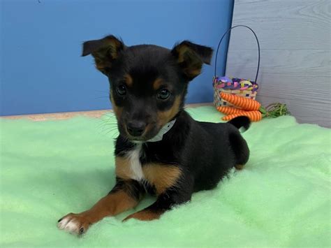 Blue Heeler/Rat Terrier mix Puppy Black and White ID:20607 Located at ...