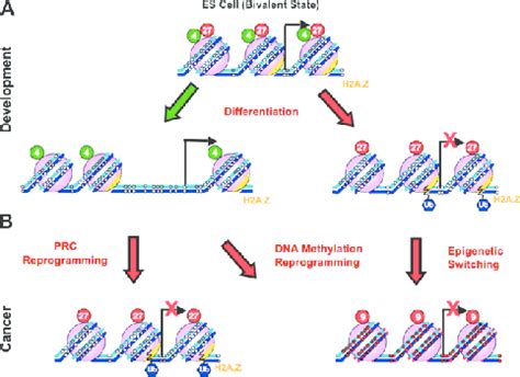 Reprogramming of the epigenome during development and tumorigenesis.... | Download Scientific ...