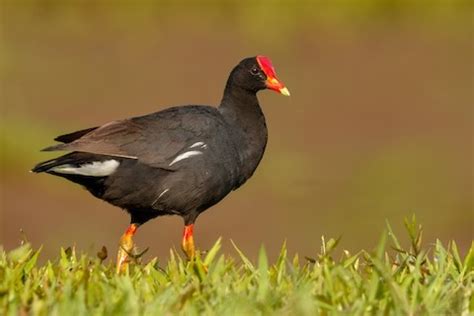 “Hawaiian Gallinule” – birdfinding.info