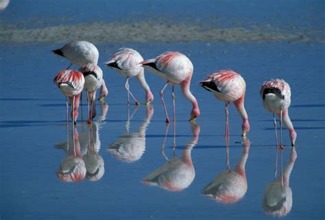 Flamingos - Joel Sartore