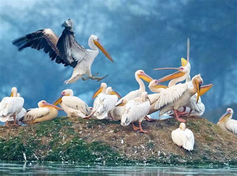 Top 5 Bird Sanctuaries in India - Nature Speakz