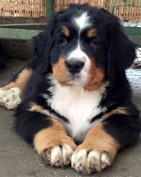 "Bernese Mountain Dog" Puppies For Sale | Mesa, AZ #109505