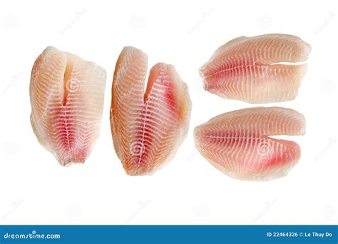 Tilapia Fillets stock photo. Image of filleted, diet - 22464326