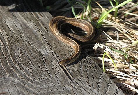 Field Biology in Southeastern Ohio: Short-headed Garter Snake in Ohio