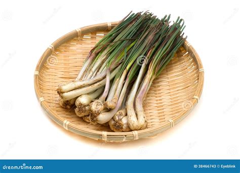 Rakkyo-Allium chinense stock image. Image of healthy - 38466743