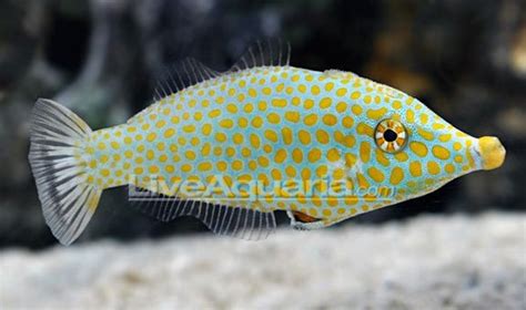 Oxymonacanthus halli: LiveAquaria’s offers the Red Sea harlequin filefish | Reef Builders | The ...