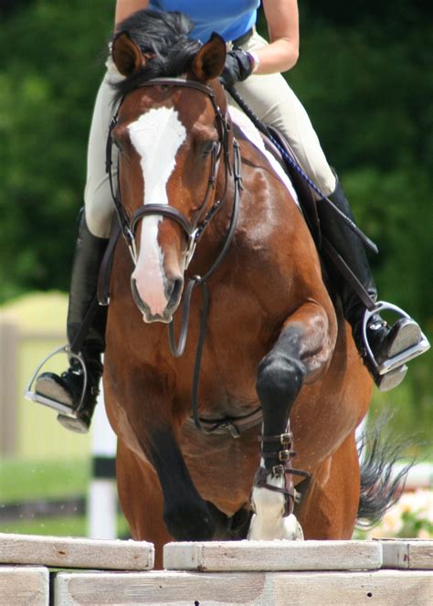 Bay Horse Jumping | Pics4Learning