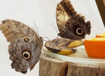 Owl Butterfly Facts: Lesson for Kids | Study.com