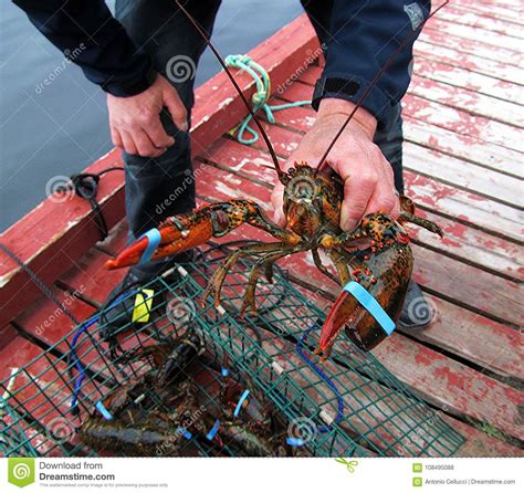 Lobster catch of the day stock photo. Image of catch - 108495088