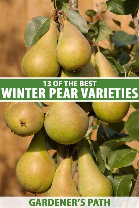 13 of the Best Winter Pear Varieties to Grow at Home