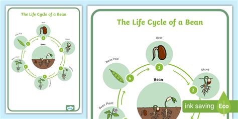 Life Cycle of a Bean Display Posters (teacher made)