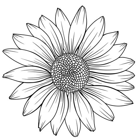 Daisy Outline Drawing