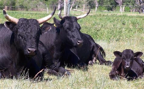 Photo Gallery :: American Kerry Cattle Association, Inc.