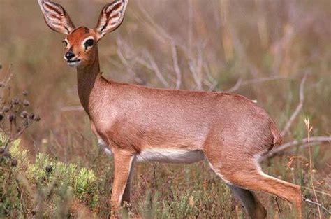 Steenbok - Antelope - South Africa...