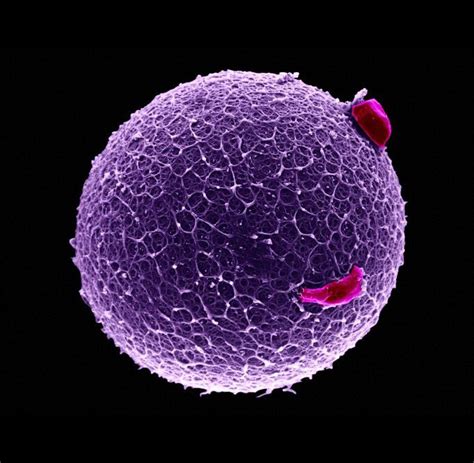 A human egg | Microscopic photography, Microscopic images, Inside human ...